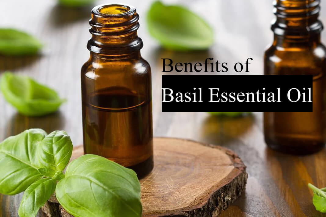 Benefits of Basil Essential Oil