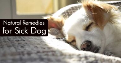 Natural Remedies for Sick Dog