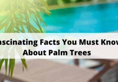 Fascinating Facts You Must Know About Palm Trees
