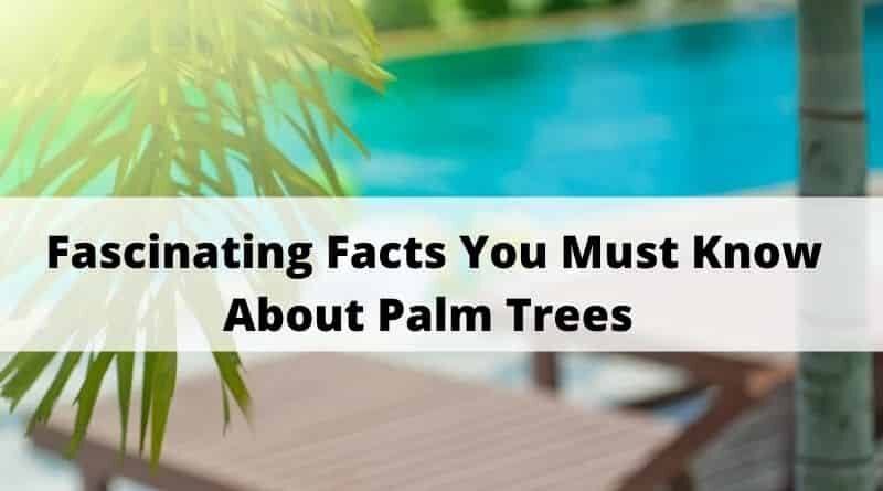 Fascinating Facts You Must Know About Palm Trees