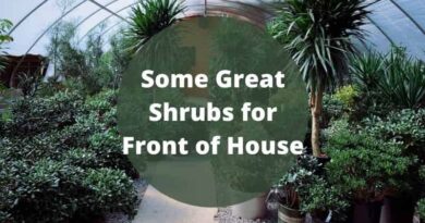 Shrubs for Front of House